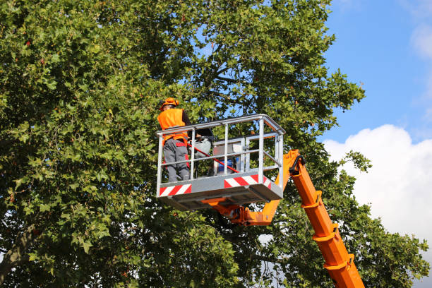 Why Choose Our Tree Removal Services in Keene, NH?