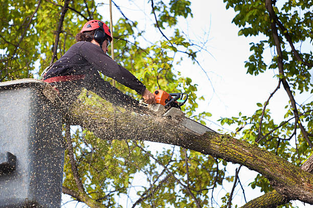 Mulching Services in Keene, NH