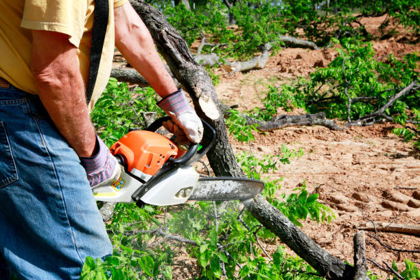 Best Tree Removal  in Keene, NH